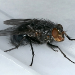 Calliphora vicina at Ainslie, ACT - 5 Nov 2019 02:55 PM