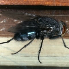 Calliphora vicina at Ainslie, ACT - 5 Nov 2019 02:55 PM