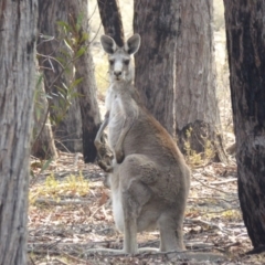 Macropus giganteus (Eastern Grey Kangaroo) at Rugosa - 9 Dec 2019 by SenexRugosus