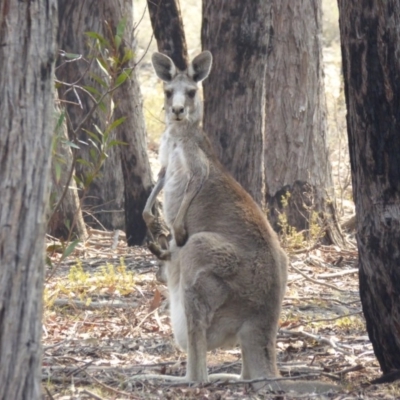 Macropus giganteus (Eastern Grey Kangaroo) at Yass River, NSW - 9 Dec 2019 by SenexRugosus