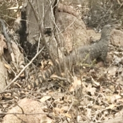 Varanus rosenbergi (Heath or Rosenberg's Monitor) at Tennent, ACT - 8 Dec 2019 by KMcCue