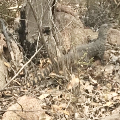 Varanus rosenbergi (Heath or Rosenberg's Monitor) at Namadgi National Park - 8 Dec 2019 by KMcCue