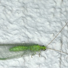 Mallada traviatus (Goldeneye Lacewing) at Ainslie, ACT - 6 Nov 2019 by jb2602