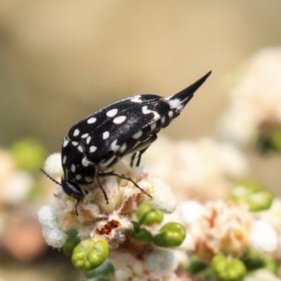 Mordella dumbrelli (Dumbrell's Pintail Beetle) at ANBG - 9 Dec 2019 by AlisonMilton