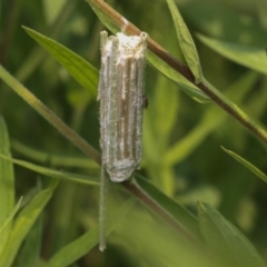 Clania ignobilis (Faggot Case Moth) at Acton, ACT - 9 Dec 2019 by AlisonMilton