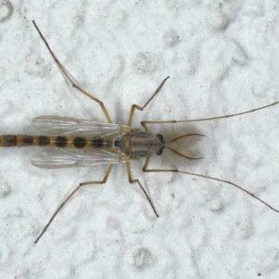 Chironomidae (family) (Non-biting Midge) at Ainslie, ACT - 6 Nov 2019 by jb2602