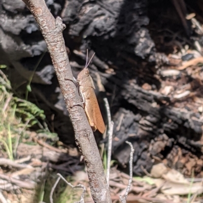 Goniaea opomaloides (Mimetic Gumleaf Grasshopper) at Providence Portal, NSW - 9 Dec 2019 by MattM