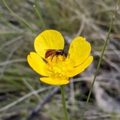 Exoneura sp. (genus) (A reed bee) at Providence Portal, NSW - 9 Dec 2019 by MattM