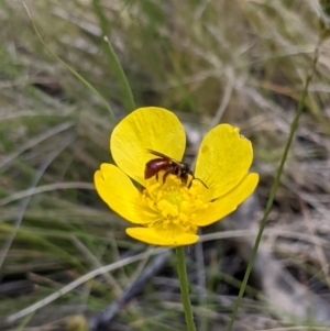 Exoneura sp. (genus) at Providence Portal, NSW - 9 Dec 2019 12:17 PM