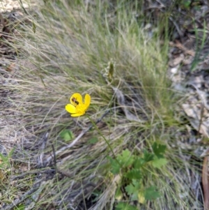 Exoneura sp. (genus) at Providence Portal, NSW - 9 Dec 2019 12:17 PM