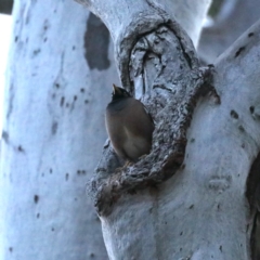 Acridotheres tristis (Common Myna) at Ainslie, ACT - 6 Nov 2019 by jb2602