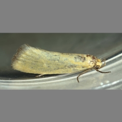 Telocharacta metachroa (A concealer moth) at Kambah, ACT - 9 Dec 2019 by Marthijn