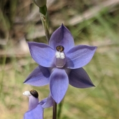 Thelymitra megcalyptra (Swollen Sun Orchid) at Kosciuszko National Park, NSW - 9 Dec 2019 by MattM