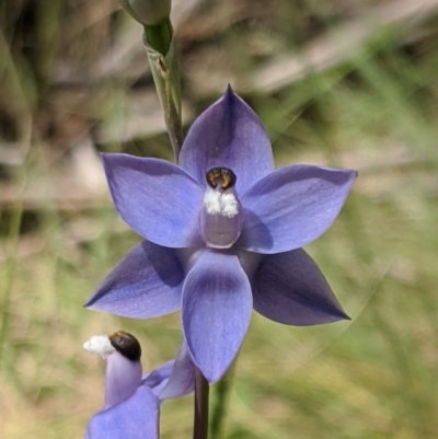 Thelymitra megcalyptra (Swollen Sun Orchid) at Kosciuszko National Park, NSW - 9 Dec 2019 by MattM
