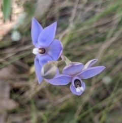 Thelymitra megcalyptra at Kosciuszko National Park, NSW - suppressed