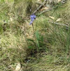 Thelymitra megcalyptra at Kosciuszko National Park, NSW - suppressed