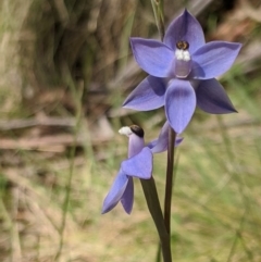 Thelymitra megcalyptra at Kosciuszko National Park, NSW - suppressed