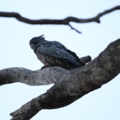 Callocephalon fimbriatum (Gang-gang Cockatoo) at Ainslie, ACT - 6 Nov 2019 by jbromilow50