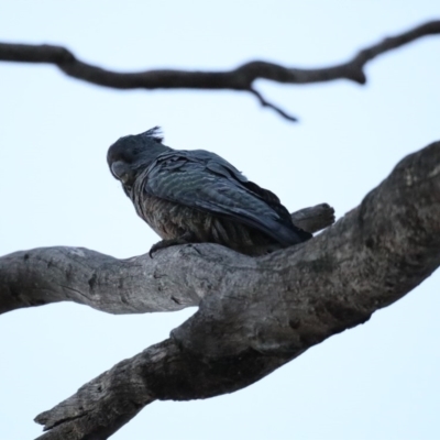 Callocephalon fimbriatum (Gang-gang Cockatoo) at Ainslie, ACT - 6 Nov 2019 by jbromilow50