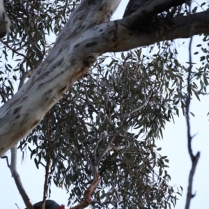 Callocephalon fimbriatum at Ainslie, ACT - 6 Nov 2019