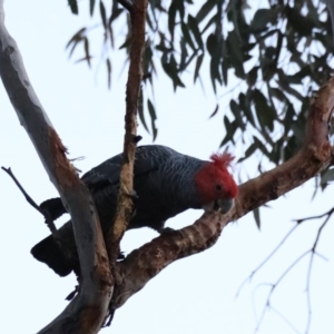 Callocephalon fimbriatum at Ainslie, ACT - 6 Nov 2019