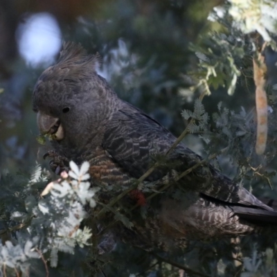 Callocephalon fimbriatum (Gang-gang Cockatoo) at Ainslie, ACT - 6 Nov 2019 by jb2602