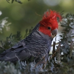 Callocephalon fimbriatum at Ainslie, ACT - 6 Nov 2019