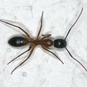 Camponotus consobrinus at Ainslie, ACT - 7 Nov 2019