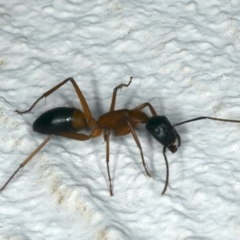 Camponotus consobrinus at Ainslie, ACT - 7 Nov 2019