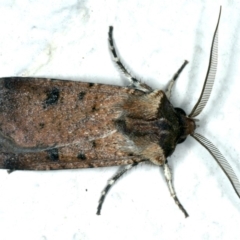 Agrotis porphyricollis (Variable Cutworm) at Ainslie, ACT - 7 Nov 2019 by jbromilow50