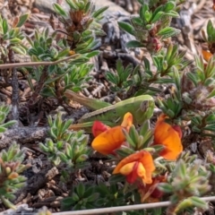 Kosciuscola cognatus at Adaminaby, NSW - 9 Dec 2019 05:00 PM