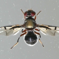 Pogonortalis doclea (Boatman fly) at Ainslie, ACT - 7 Nov 2019 by jbromilow50