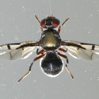 Pogonortalis doclea (Boatman fly) at Ainslie, ACT - 8 Nov 2019 by jb2602