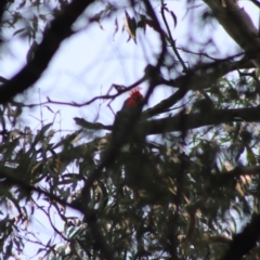 Callocephalon fimbriatum (Gang-gang Cockatoo) at Mongarlowe River - 7 Dec 2019 by LisaH