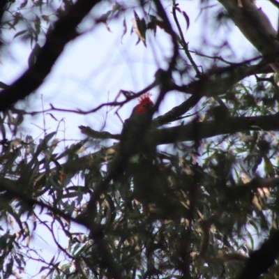 Callocephalon fimbriatum (Gang-gang Cockatoo) at Mongarlowe, NSW - 7 Dec 2019 by LisaH