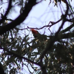 Callocephalon fimbriatum at Mongarlowe, NSW - suppressed