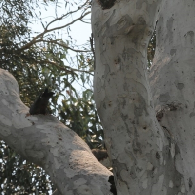 Callocephalon fimbriatum (Gang-gang Cockatoo) at ANBG - 9 Dec 2019 by HelenCross