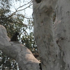 Callocephalon fimbriatum (Gang-gang Cockatoo) at Acton, ACT - 9 Dec 2019 by HelenCross