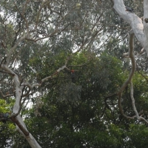 Callocephalon fimbriatum at Acton, ACT - suppressed