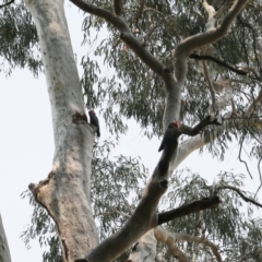 Callocephalon fimbriatum at Acton, ACT - 9 Dec 2019