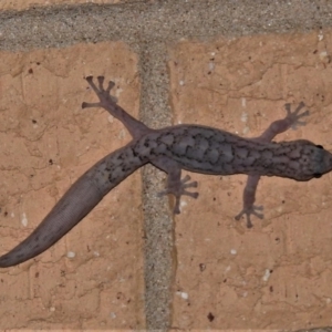 Christinus marmoratus at Wanniassa, ACT - 9 Dec 2019 10:36 PM