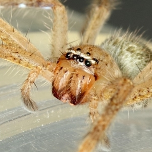 Neosparassus diana at Kambah, ACT - 9 Dec 2019 08:49 PM