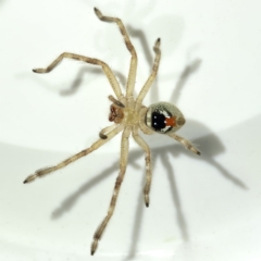 Neosparassus diana at Kambah, ACT - 9 Dec 2019 08:49 PM