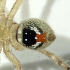 Neosparassus diana at Kambah, ACT - 9 Dec 2019 08:49 PM