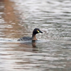 Tachybaptus novaehollandiae at Greenway, ACT - 8 Dec 2019