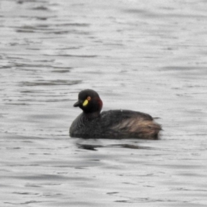 Tachybaptus novaehollandiae at Greenway, ACT - 8 Dec 2019