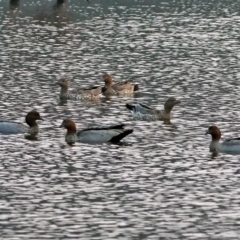 Chenonetta jubata (Australian Wood Duck) at Greenway, ACT - 8 Dec 2019 by RodDeb