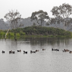 Chenonetta jubata at Greenway, ACT - 8 Dec 2019