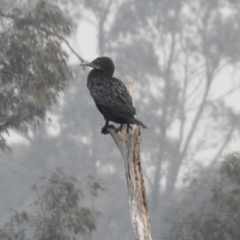 Phalacrocorax sulcirostris at Greenway, ACT - 8 Dec 2019