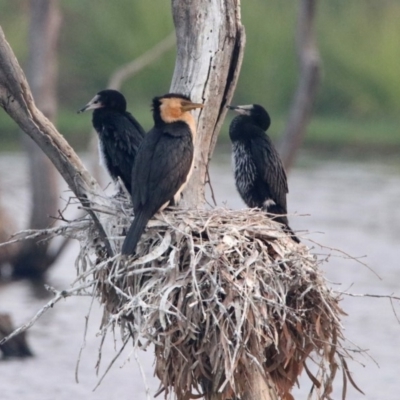 Microcarbo melanoleucos (Little Pied Cormorant) at Greenway, ACT - 8 Dec 2019 by RodDeb